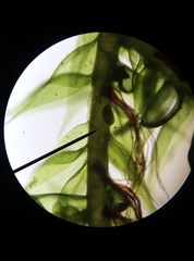 Hypnum resupinatum