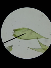 Hypnum resupinatum