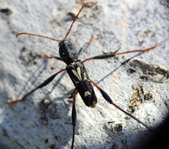 Neoclytus ypsilon