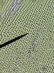 Hypnum resupinatum