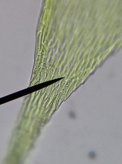 Hypnum resupinatum
