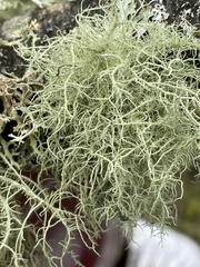 Usnea flavocardia