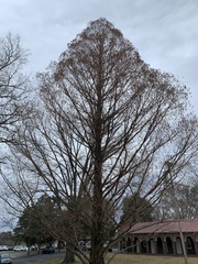Metasequoia glyptostroboides