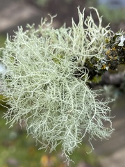 Usnea flavocardia