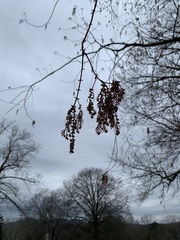 Metasequoia glyptostroboides