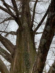Metasequoia glyptostroboides