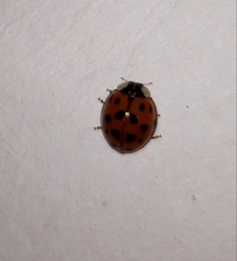 Harmonia axyridis