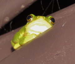 Hyperolius tuberilinguis