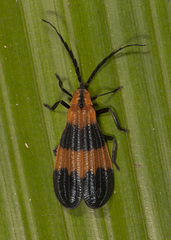 Calopteron reticulatum
