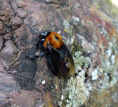 Xylocopa eximia