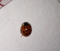 Harmonia axyridis