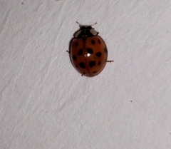 Harmonia axyridis