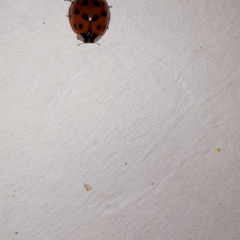 Harmonia axyridis