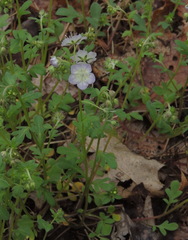 Phacelia dubia