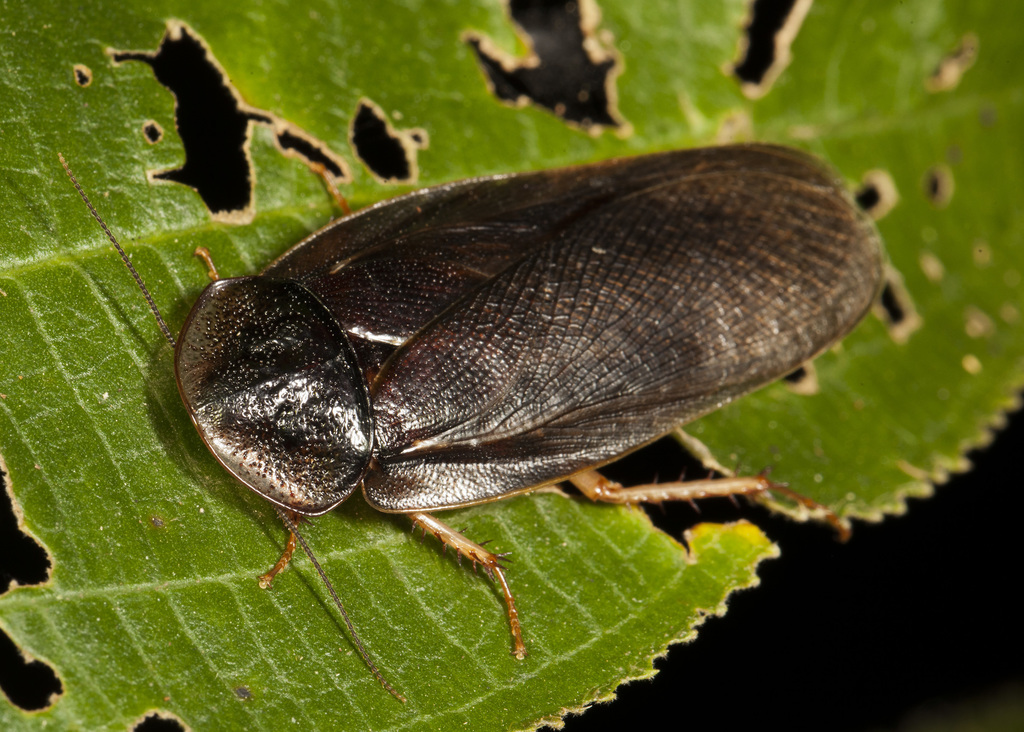 Hyporhicnoda ultima