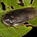 Hyporhicnoda ultima - Photo (c) Karl Kroeker, some rights reserved (CC BY-NC), uploaded by Karl Kroeker