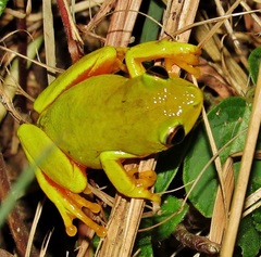 Hyperolius tuberilinguis