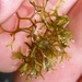 Floating Crystalwort - Photo (c) eyeweed, some rights reserved (CC BY-NC-ND)