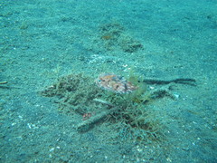 Cyclichthys orbicularis