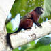 Red-mantle Saddle-back Tamarin - Photo (c) pfaucher, some rights reserved (CC BY-NC), uploaded by pfaucher