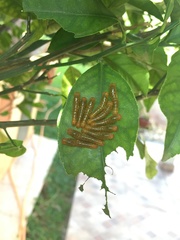 Heraclides anchisiades capys