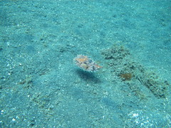Cyclichthys orbicularis