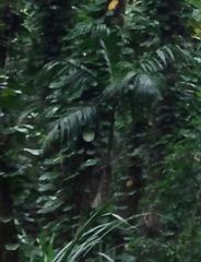 Arecaceae
