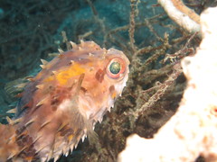 Cyclichthys orbicularis