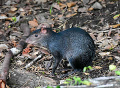 Dasyprocta fuliginosa