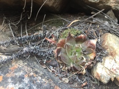Haworthia