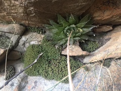 Haworthia