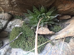 Haworthia