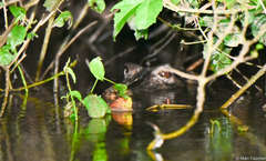 Paleosuchus trigonatus