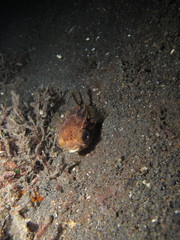 Cyclichthys orbicularis