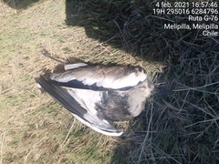 Vanellus chilensis chilensis