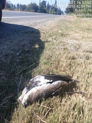 Vanellus chilensis chilensis