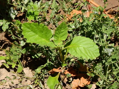 Pitraea cuneato-ovata