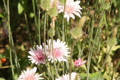 Crepis rubra