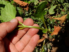 Pitraea cuneato-ovata