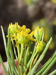 Euryops floribundus
