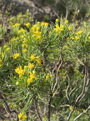 Euryops floribundus