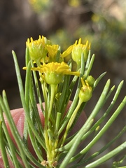 Euryops floribundus