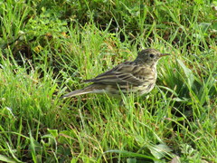 Anthus pratensis
