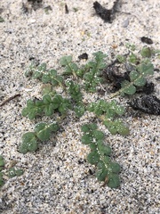 Phacelia stellaris