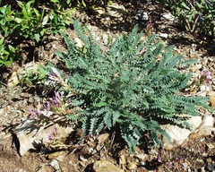 Image of Astragalus monspessulanus