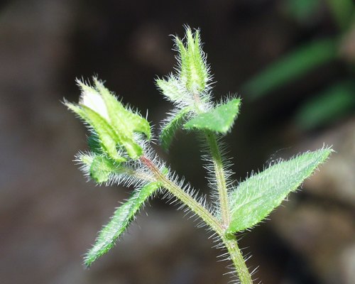 Campanula afra image