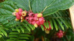 Cavendishia axillaris