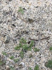 Phacelia stellaris