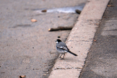 Motacilla alba