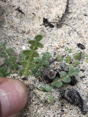 Phacelia stellaris